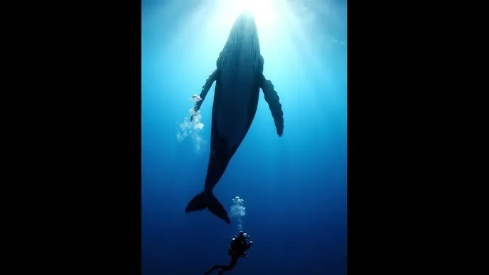 天天人人爽人人爽人人爽动漫 - 深蓝星球：探索海洋深处的未知世界